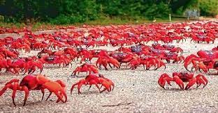 কাঁকড়ার দ্বীপ