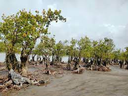 গঙ্গামতির জঙ্গল