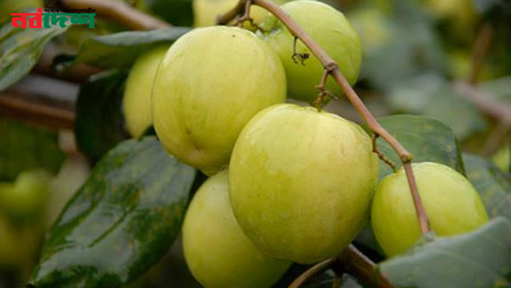 লিভার-সহ গোটা শরীর ‘ডিটক্স’ করতে পারে কুল!